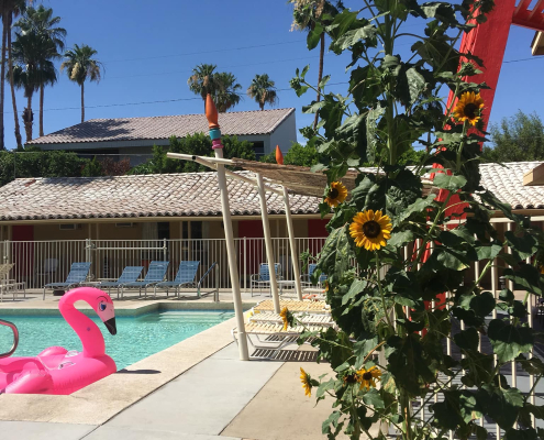 A flamingo float in the pool at the Aloha Hotel in Palm Springs, California