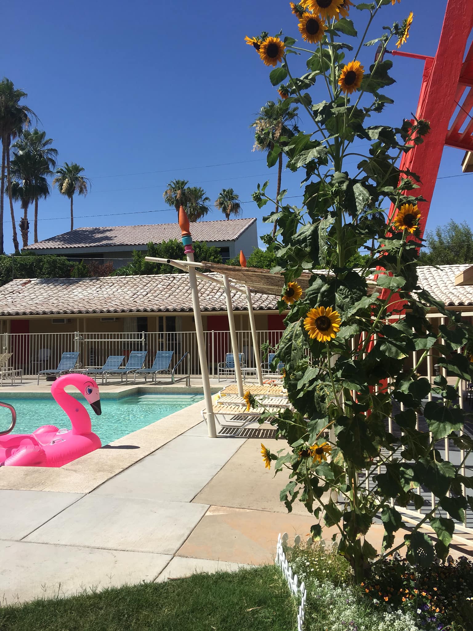 A flamingo float in the pool at the Aloha Hotel in Palm Springs, California