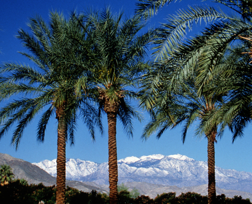 Palm Springs offers blue skies, palm trees, and snow-capped mountains. Photo courtesy of visitpalmsprings.com