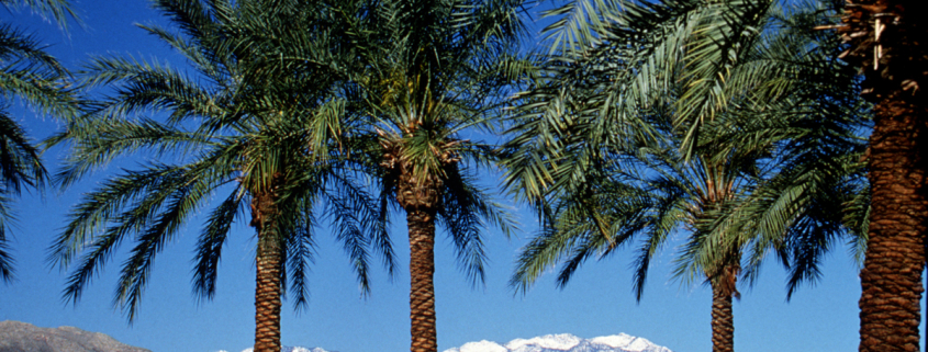 Palm Springs offers blue skies, palm trees, and snow-capped mountains. Photo courtesy of visitpalmsprings.com