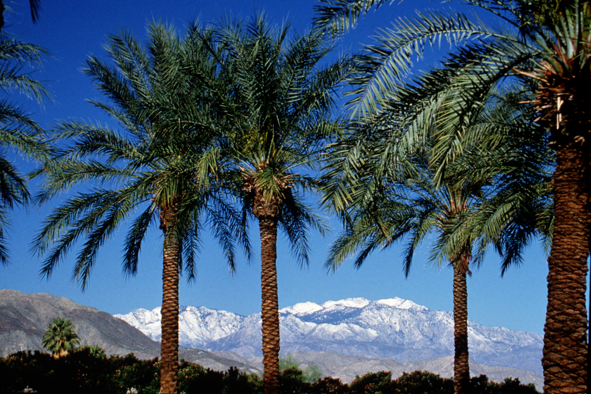 Palm Springs offers blue skies, palm trees, and snow-capped mountains. Photo courtesy of visitpalmsprings.com