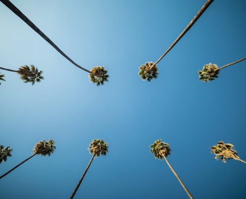 Two rows of tall palms in Palm Springs