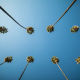 Two rows of tall palms in Palm Springs