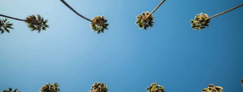 Two rows of tall palms in Palm Springs