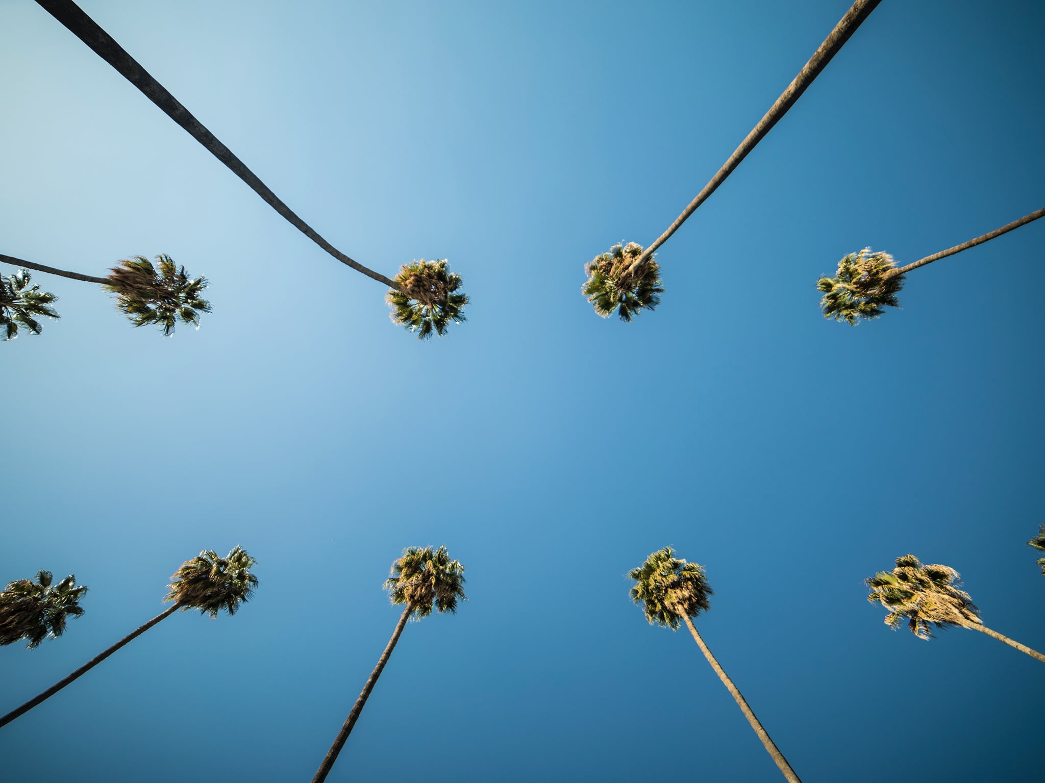 Two rows of tall palms in Palm Springs