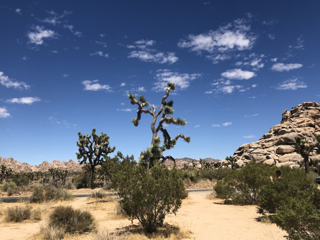 Joshua trees against a blue sky and clouds in Joshua Tree National Park