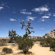 Joshua trees against a blue sky and clouds in Joshua Tree National Park