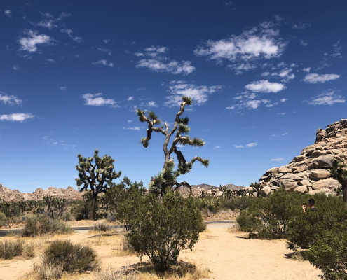 Joshua trees against a blue sky and clouds in Joshua Tree National Park