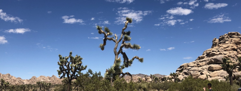 Joshua trees against a blue sky and clouds in Joshua Tree National Park
