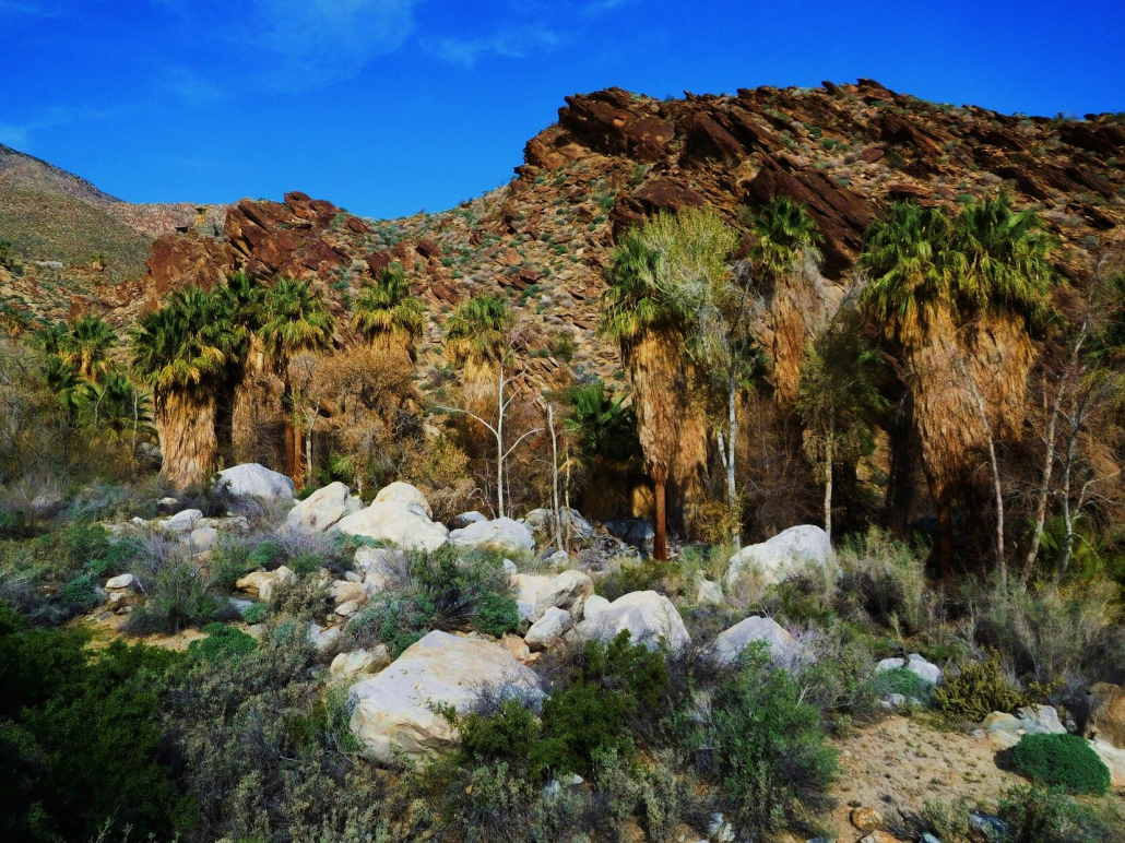 Palm trees and rocks against a blue sky in Indian Canyons in Palm Springs, California