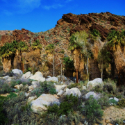 Palm trees and rocks against a blue sky in Indian Canyons in Palm Springs, California