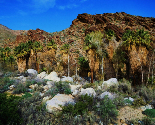 Palm trees and rocks against a blue sky in Indian Canyons in Palm Springs, California