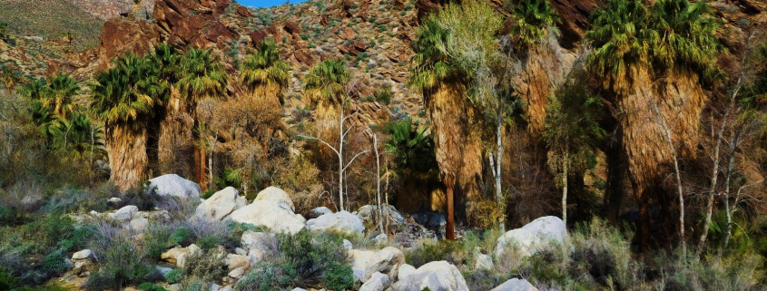 Palm trees and rocks against a blue sky in Indian Canyons in Palm Springs, California