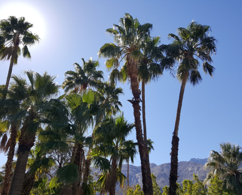 About a dozen palm trees stand tall on a clear day in Palm Springs, California