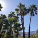 About a dozen palm trees stand tall on a clear day in Palm Springs, California