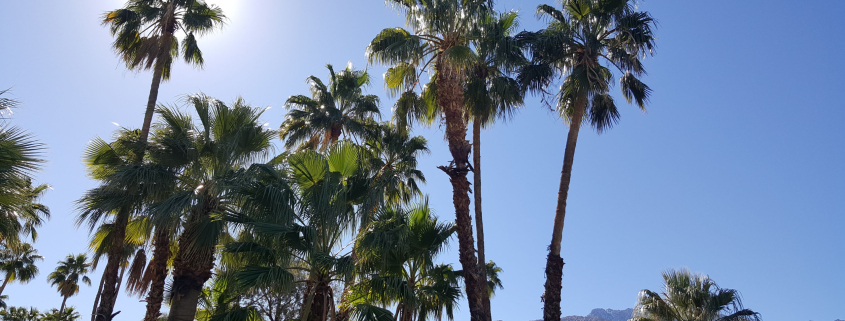 About a dozen palm trees stand tall on a clear day in Palm Springs, California