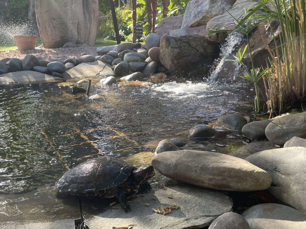 A turtle in a pond