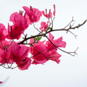 Bright pink bougainvilleas against a white background