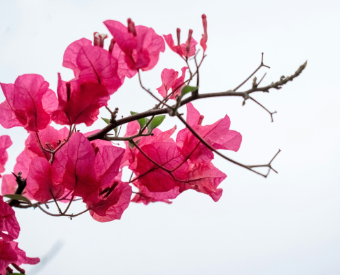 Bright pink bougainvilleas against a white background