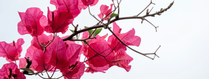 Bright pink bougainvilleas against a white background