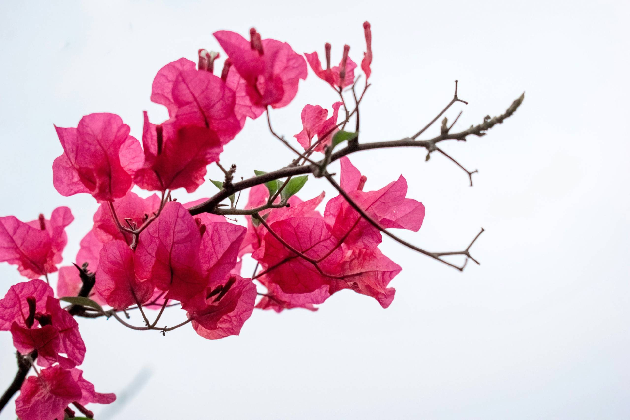 Bright pink bougainvilleas against a white background