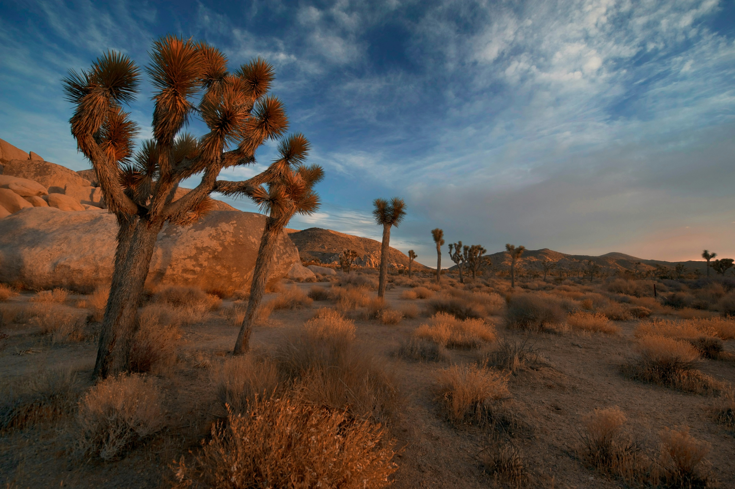 Joshua trees at dusk inside Joshua Tree National Park