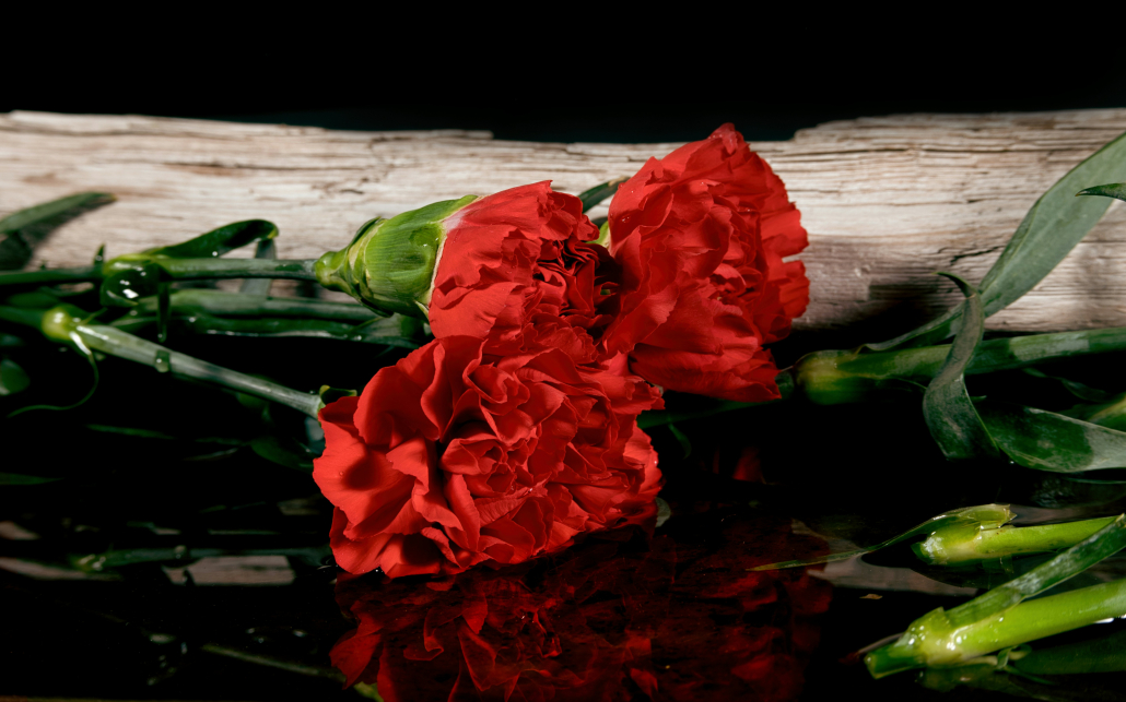 Three red carnations
