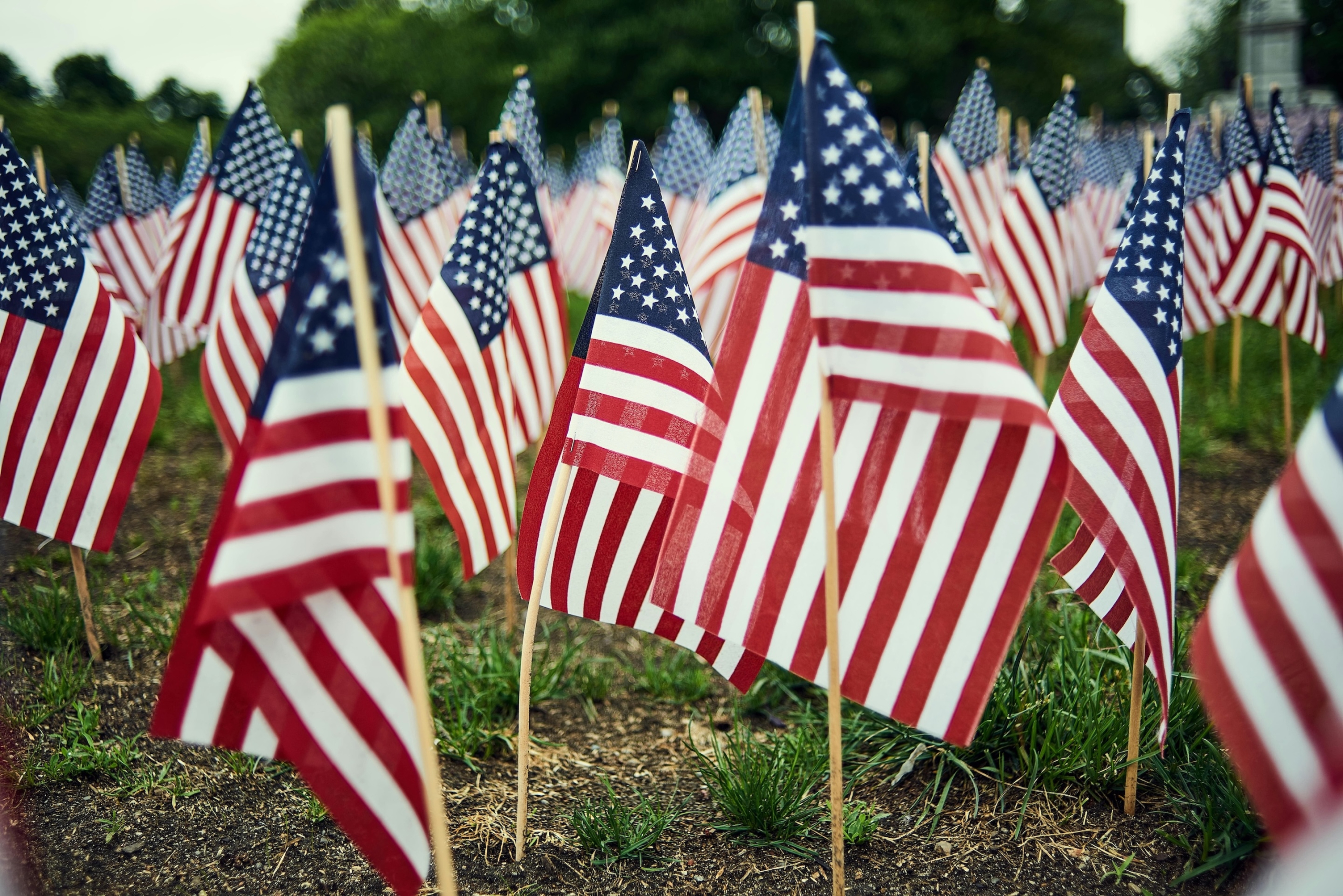Small American flags stuck in a green lawn